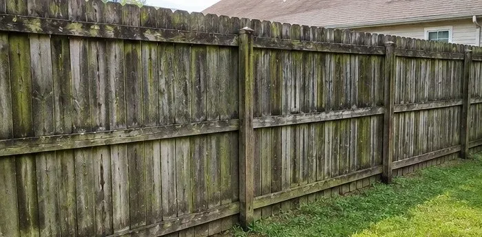 Full wood fence line gray and green with mildew before cleaning