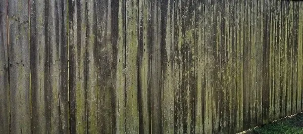 Wood fence covered in green mildew before cleaning